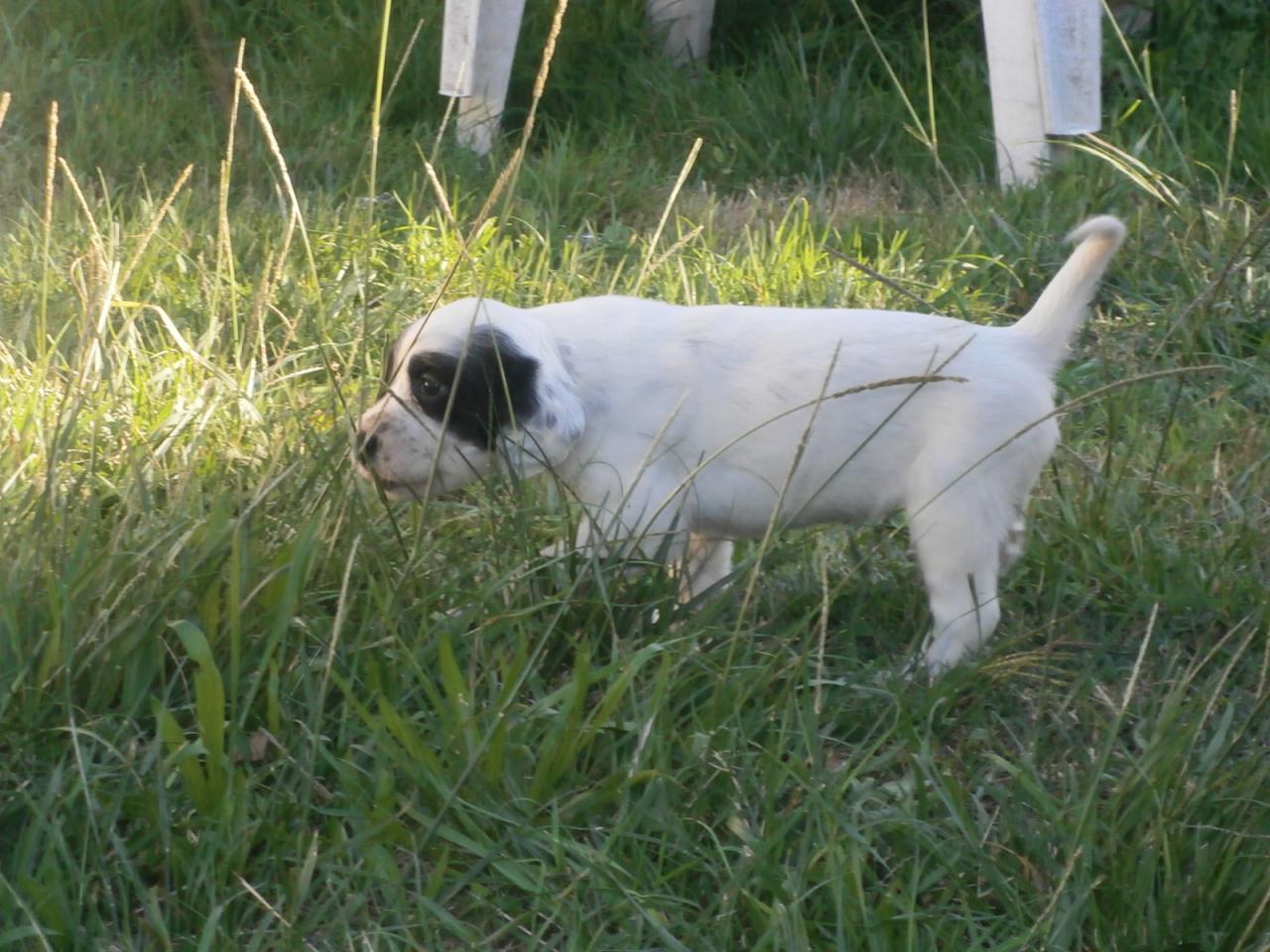 femelle blue2.JPG