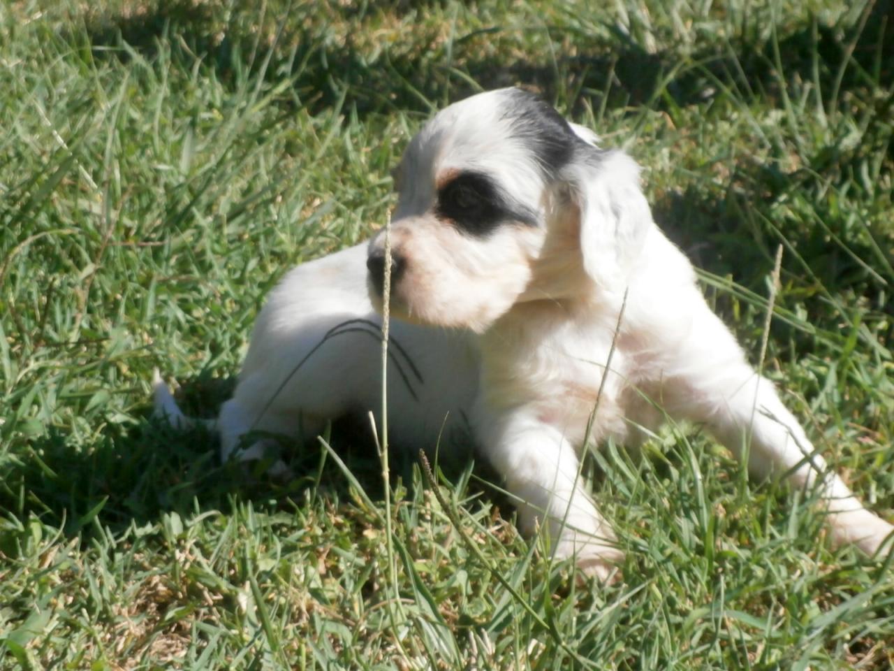 femelle tricolor 1.JPG