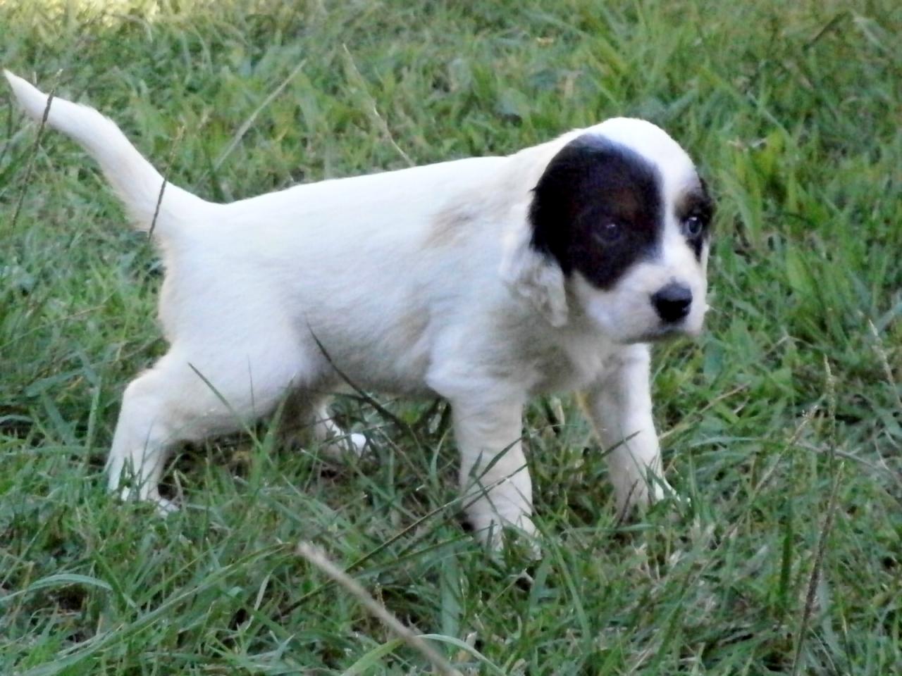 femelle tricolor 2.JPG