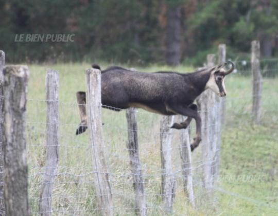 le-grillage-du-parc-a-moutons-n-a-pas-arrete-le-chamois-photo-sdr.jpg