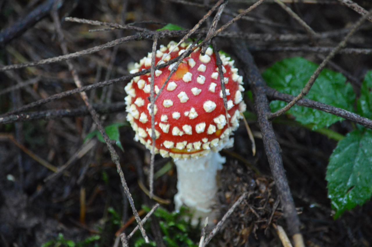 DSC_0114.JPG