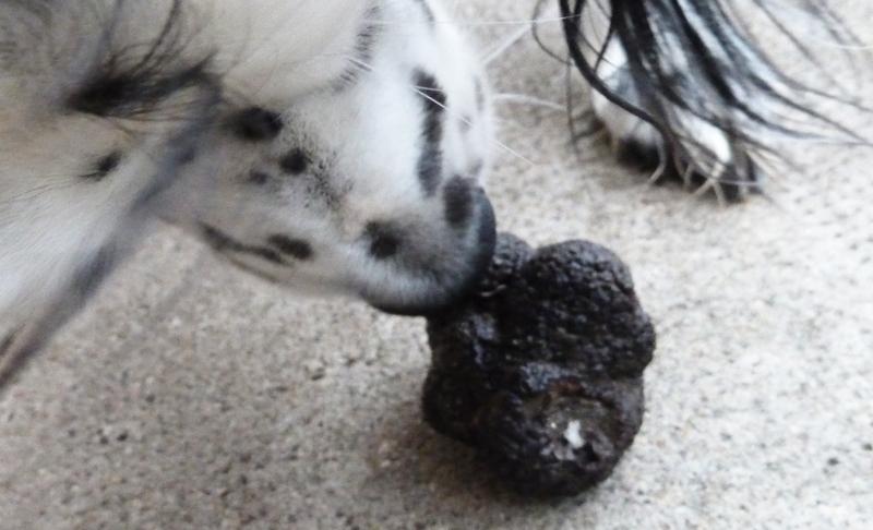 truffnoel.jpg