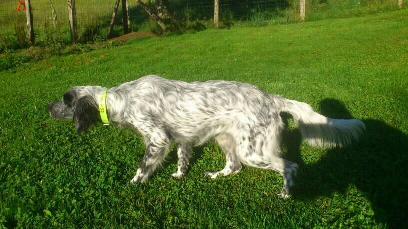 arret semi couché.JPG