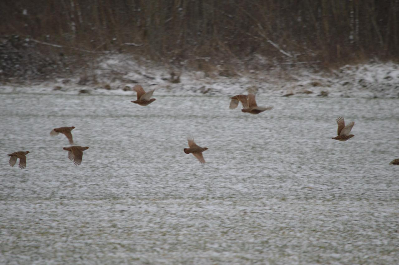 DSC_0021.JPG