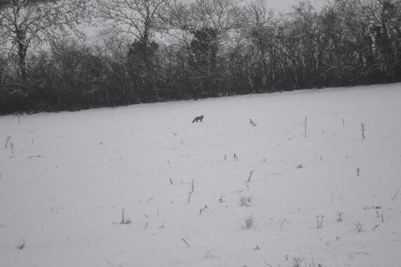DSC_0087.JPG