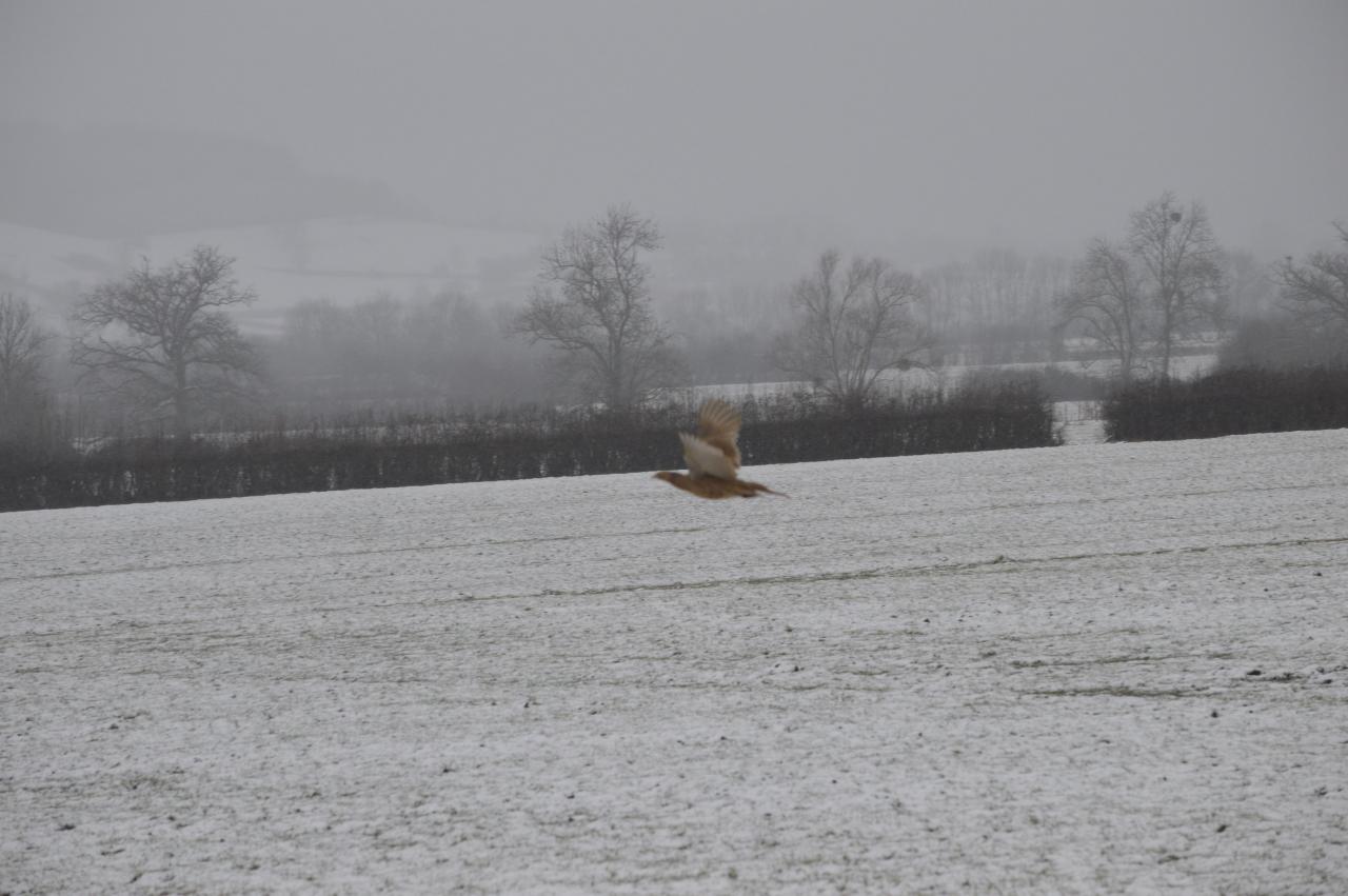 DSC_0100.JPG