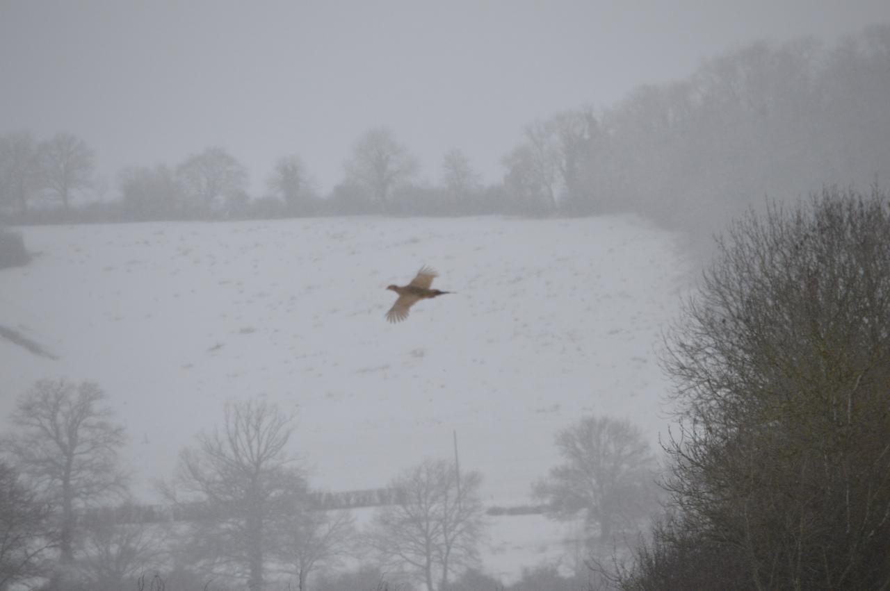 DSC_0104.JPG