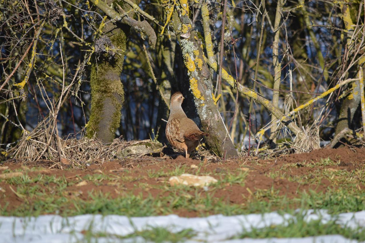 DSC_0011.JPG