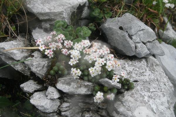 androsace_velue_130610_03.jpg