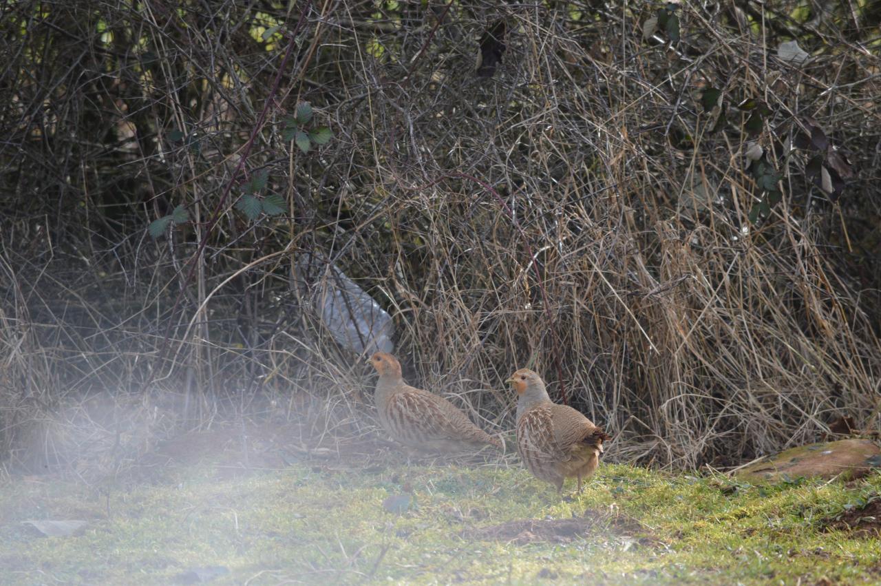 DSC_0040.JPG