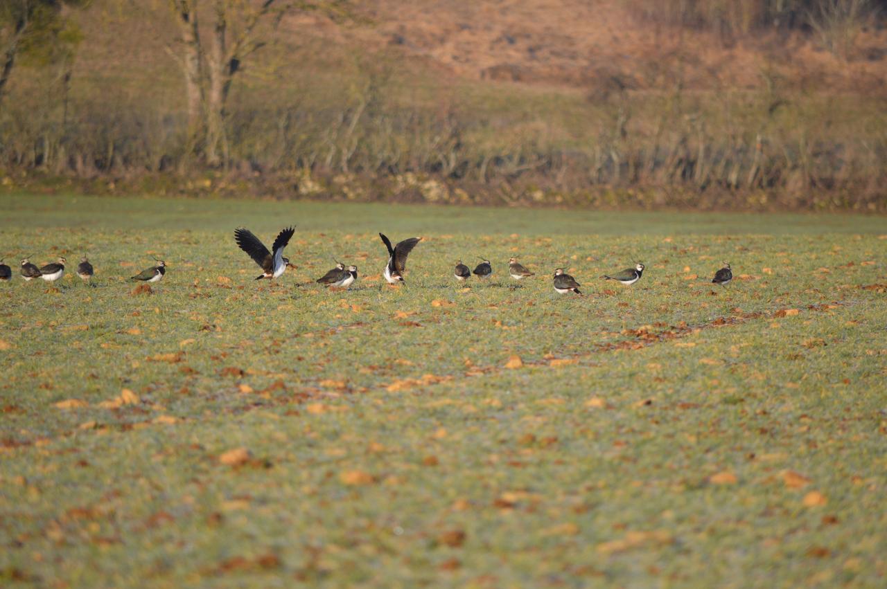 DSC_0008.JPG