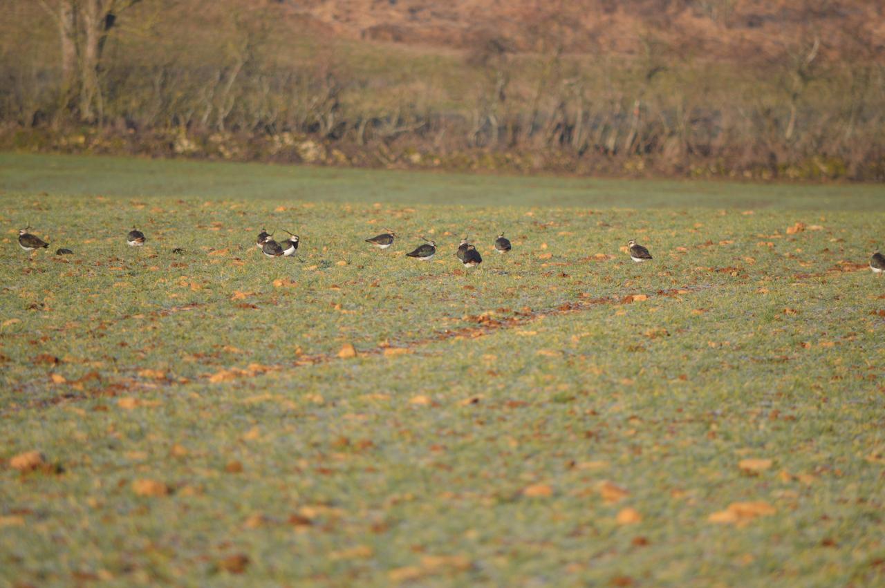 DSC_0009.JPG