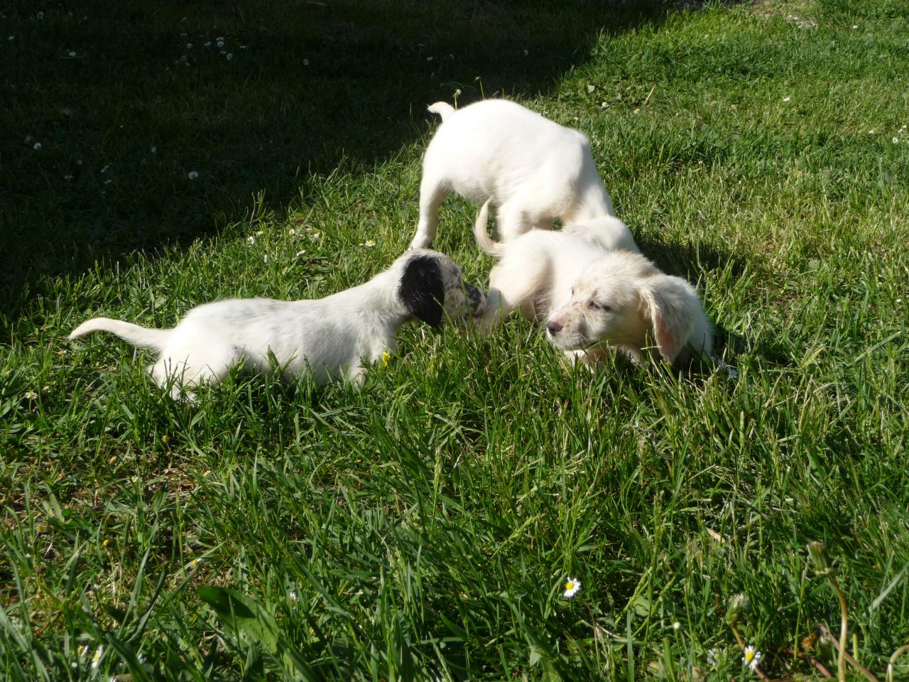 les chiots qui jouent ensemble.JPG