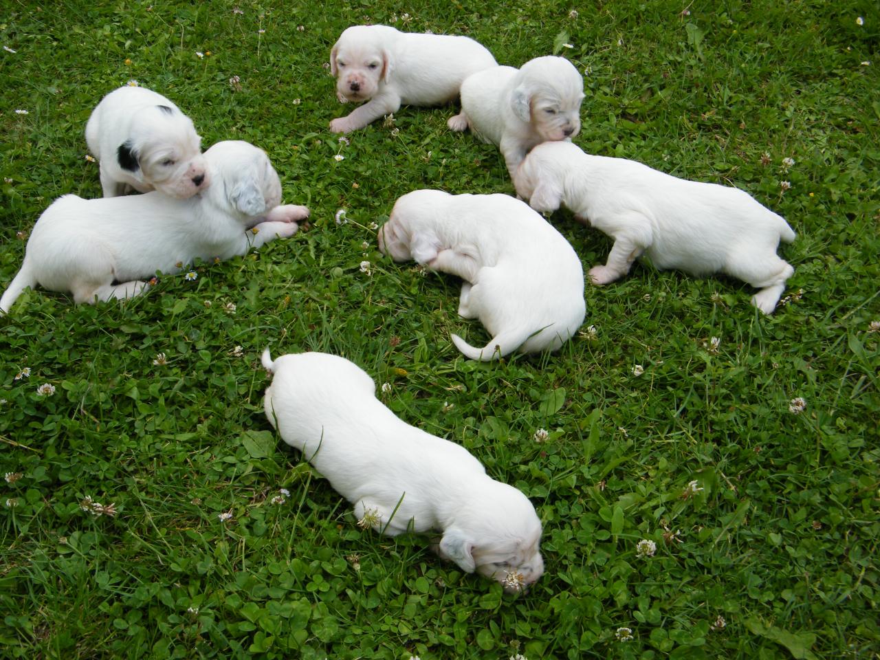 chiots à 19 jours 004.JPG