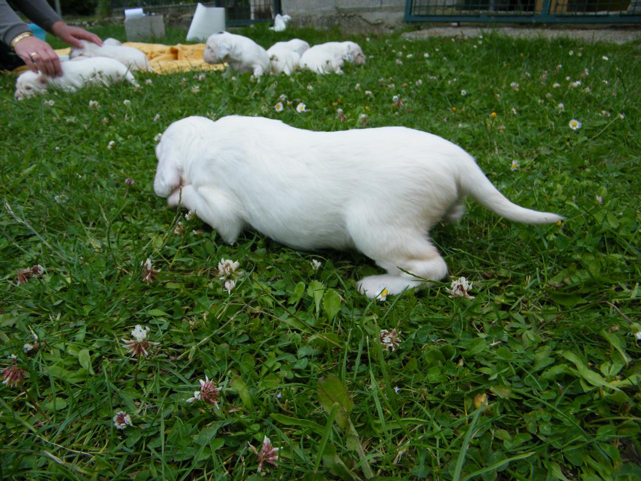 chiots à 19 jours 006.JPG