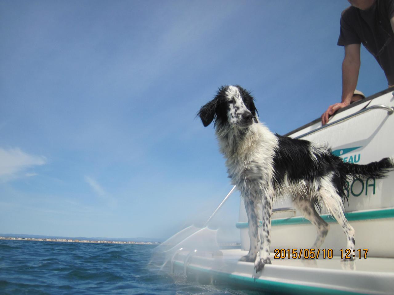 setter mouillé.JPG
