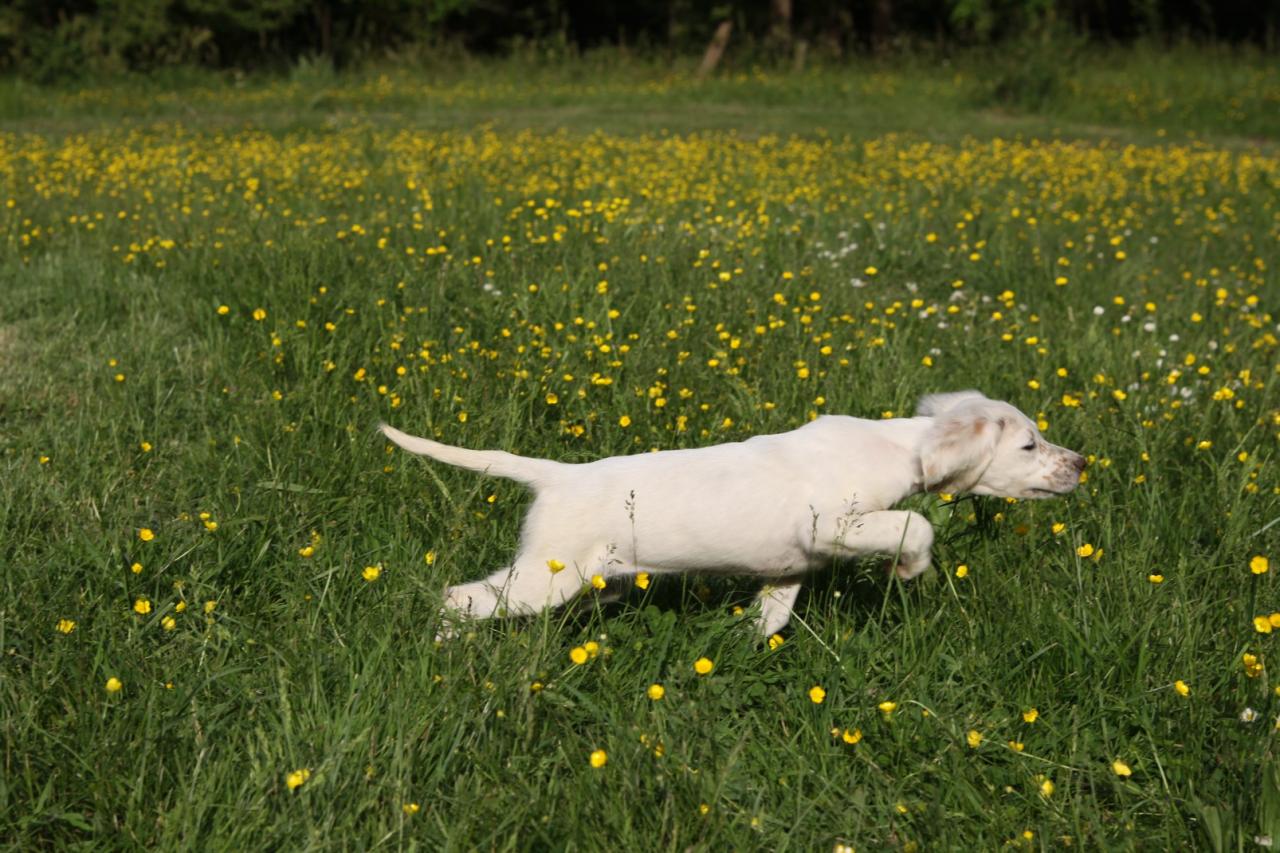 lemon arret tendu corrigée.jpg