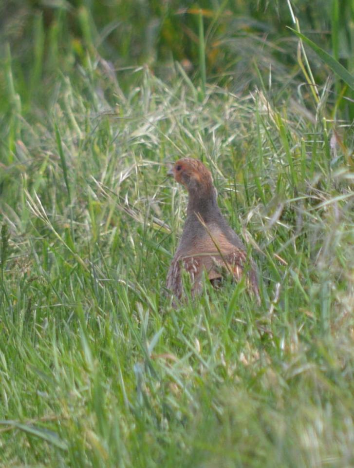 DSC_0166.JPG