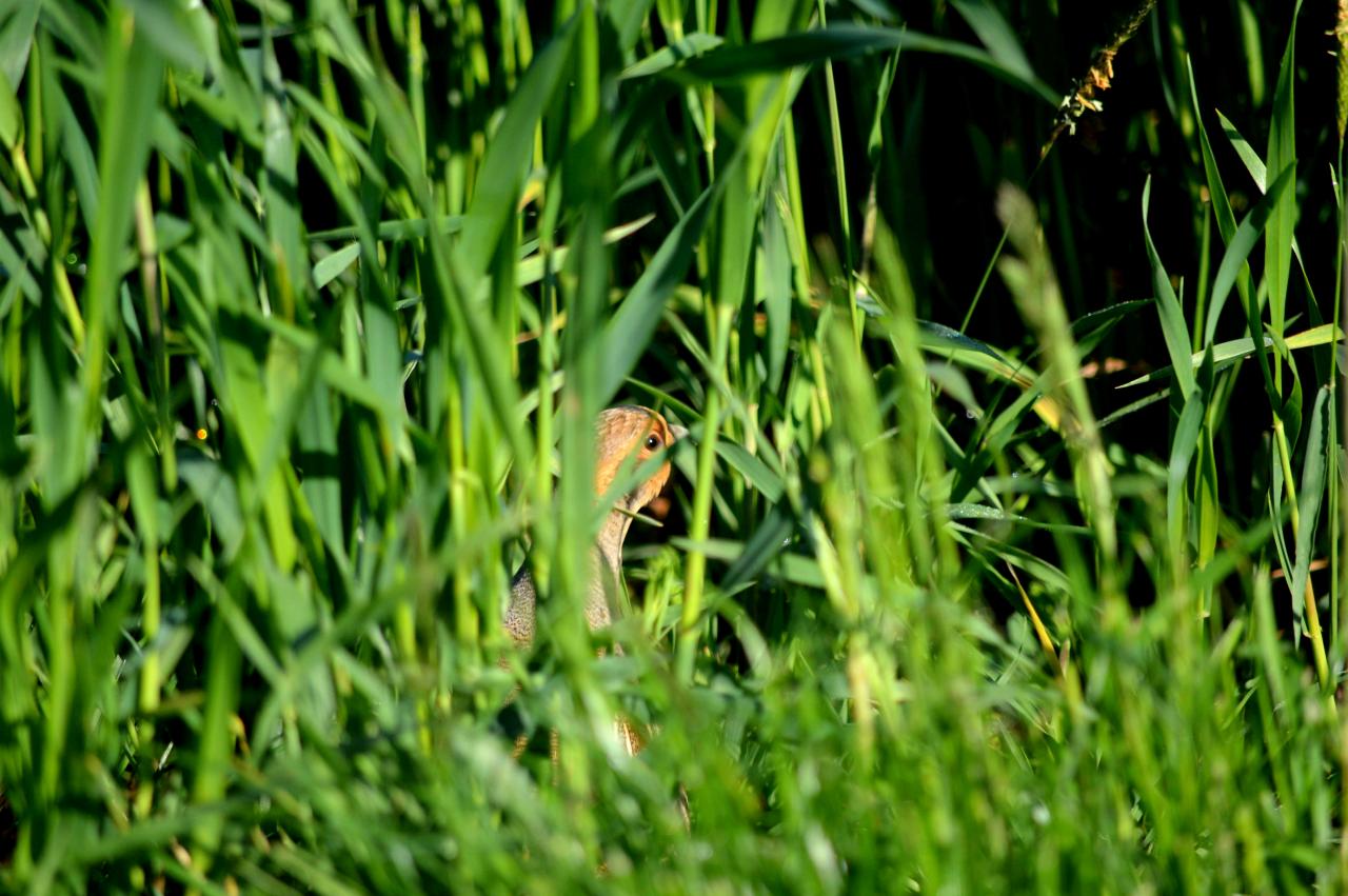 DSC_0179.JPG