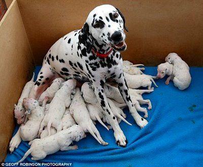 18 chiots dalmatiens_400_330.jpg