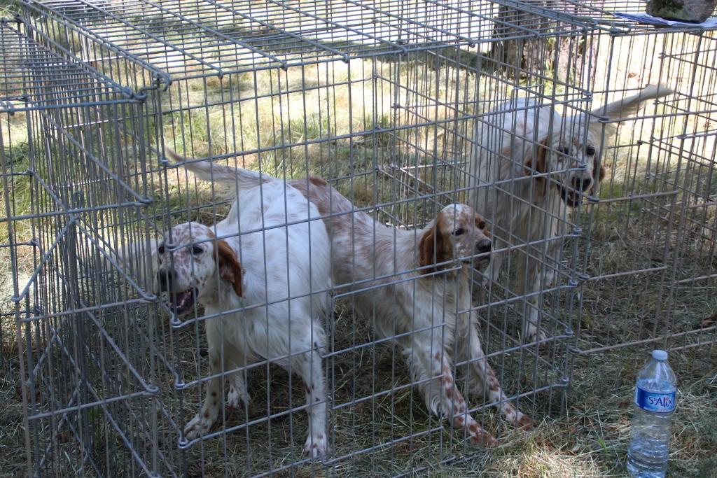 national chien rodez 037 (1024x683).jpg