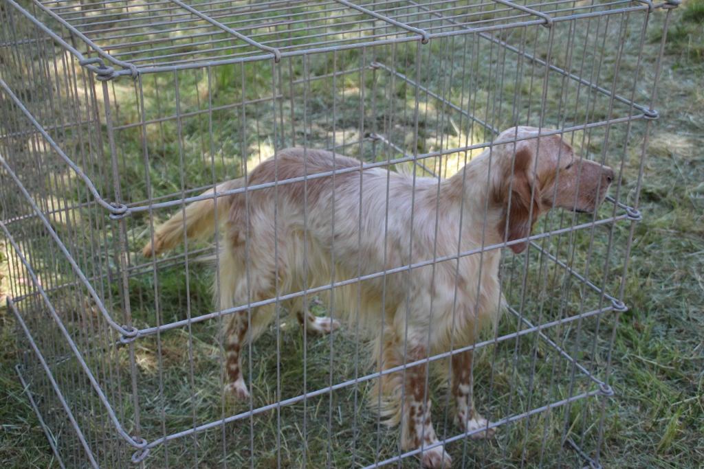 national chien rodez 039 (1024x683).jpg