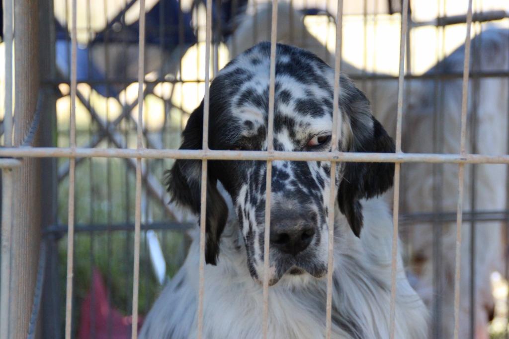 national chien rodez 048 (1024x683).jpg