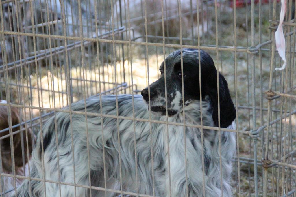 national chien rodez 067 (1024x683).jpg