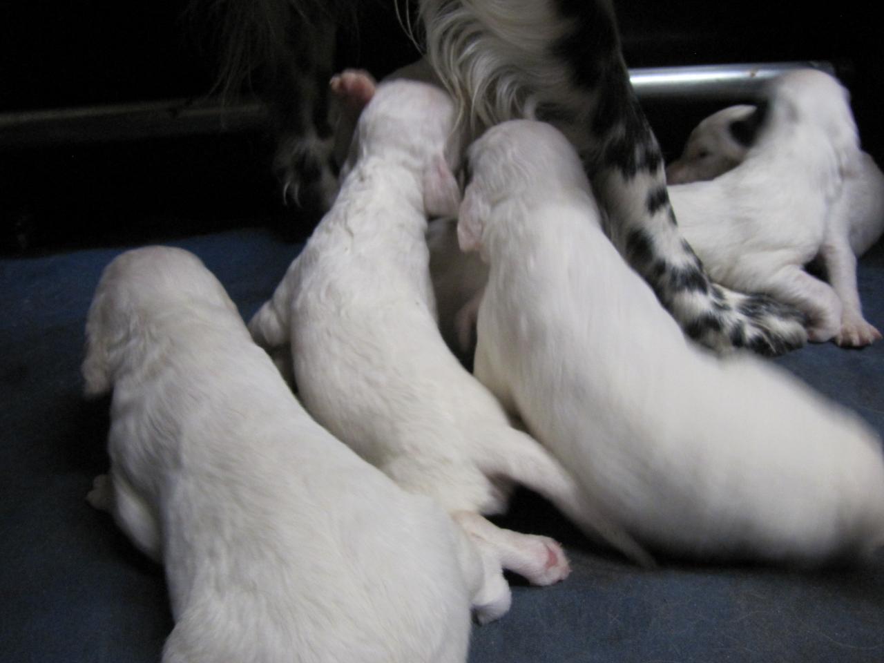 chiot edo X gouach juin 2015 023.jpg
