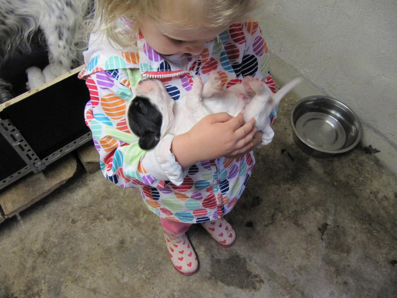 chiot edo X gouach juin 2015 018.jpg