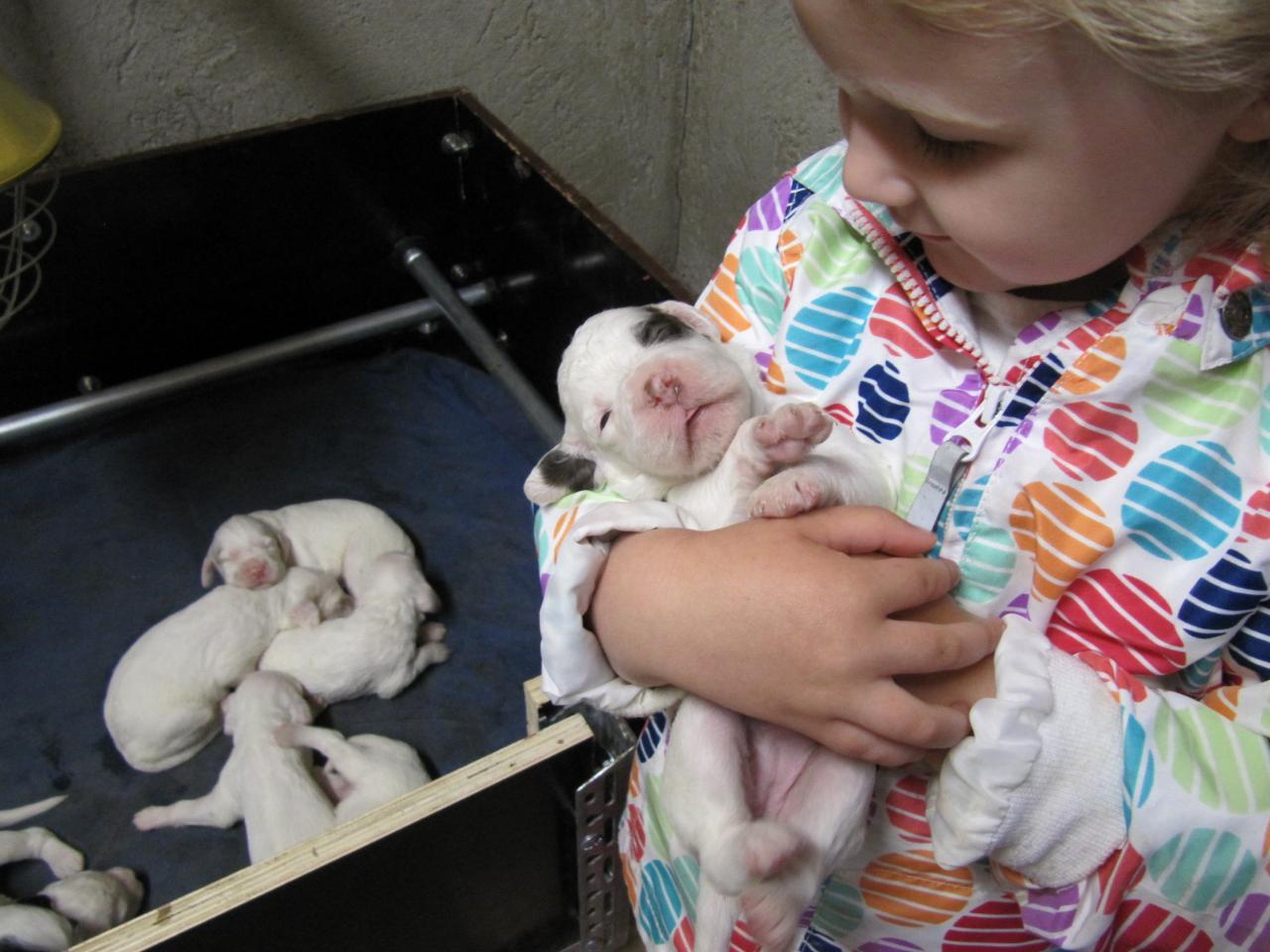 chiot edo X gouach juin 2015 013.jpg