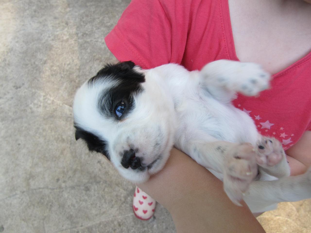 chiot edo X gouach juin 2015 028.jpg