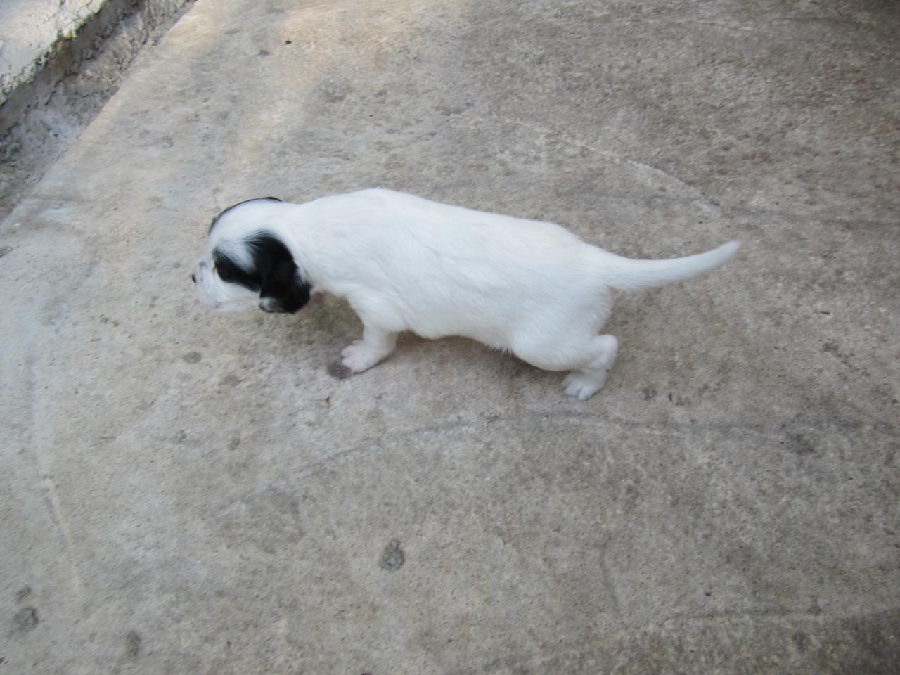 chiot edo X gouach juin 2015 030.jpg