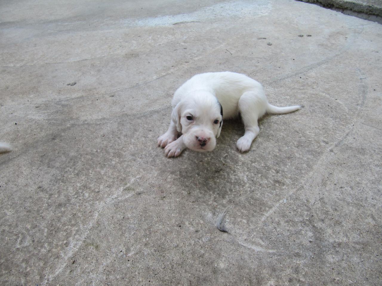 chiot edo X gouach juin 2015 032.jpg