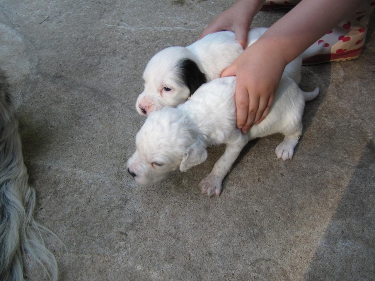 chiot edo X gouach juin 2015 034.jpg