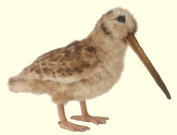 woodcock.jpg