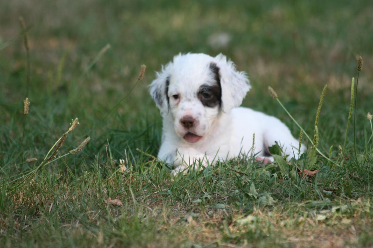chiot edo X gouach juin 2015 102.jpg