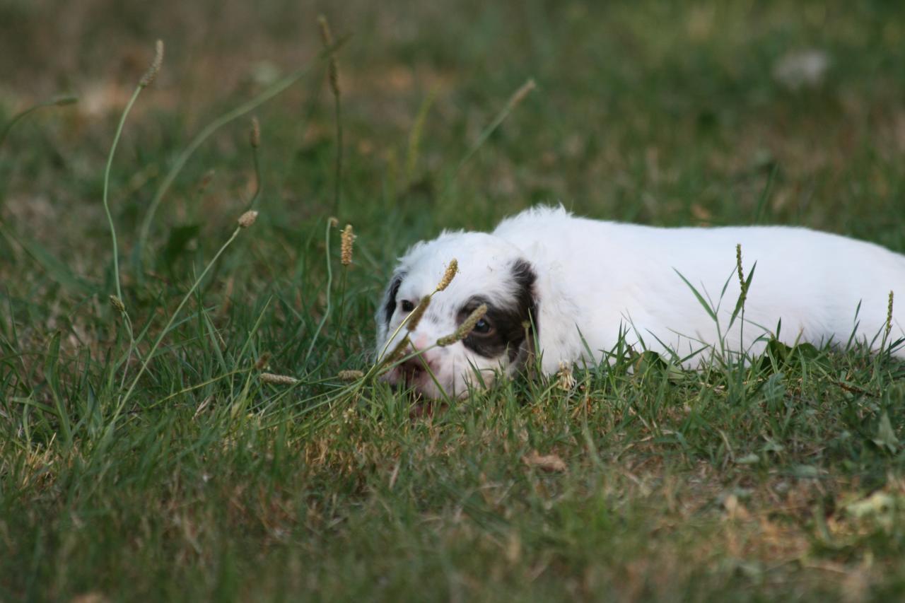 chiot edo X gouach juin 2015 104.jpg