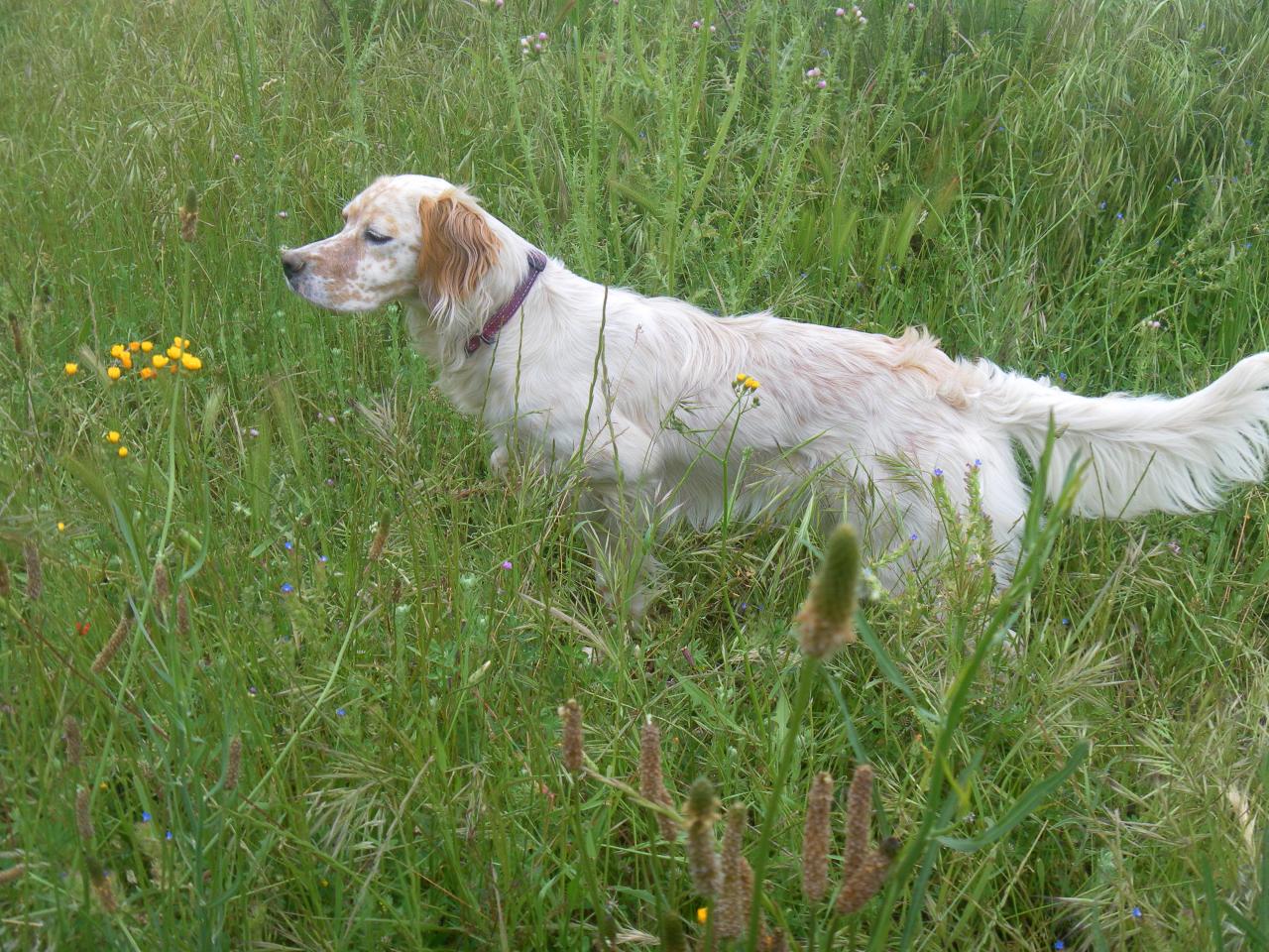 SAM_0272.JPG