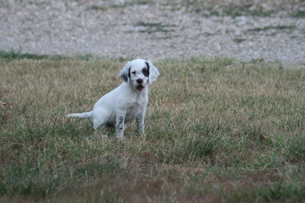 chiot edo X gouach juin 2015 140.jpg