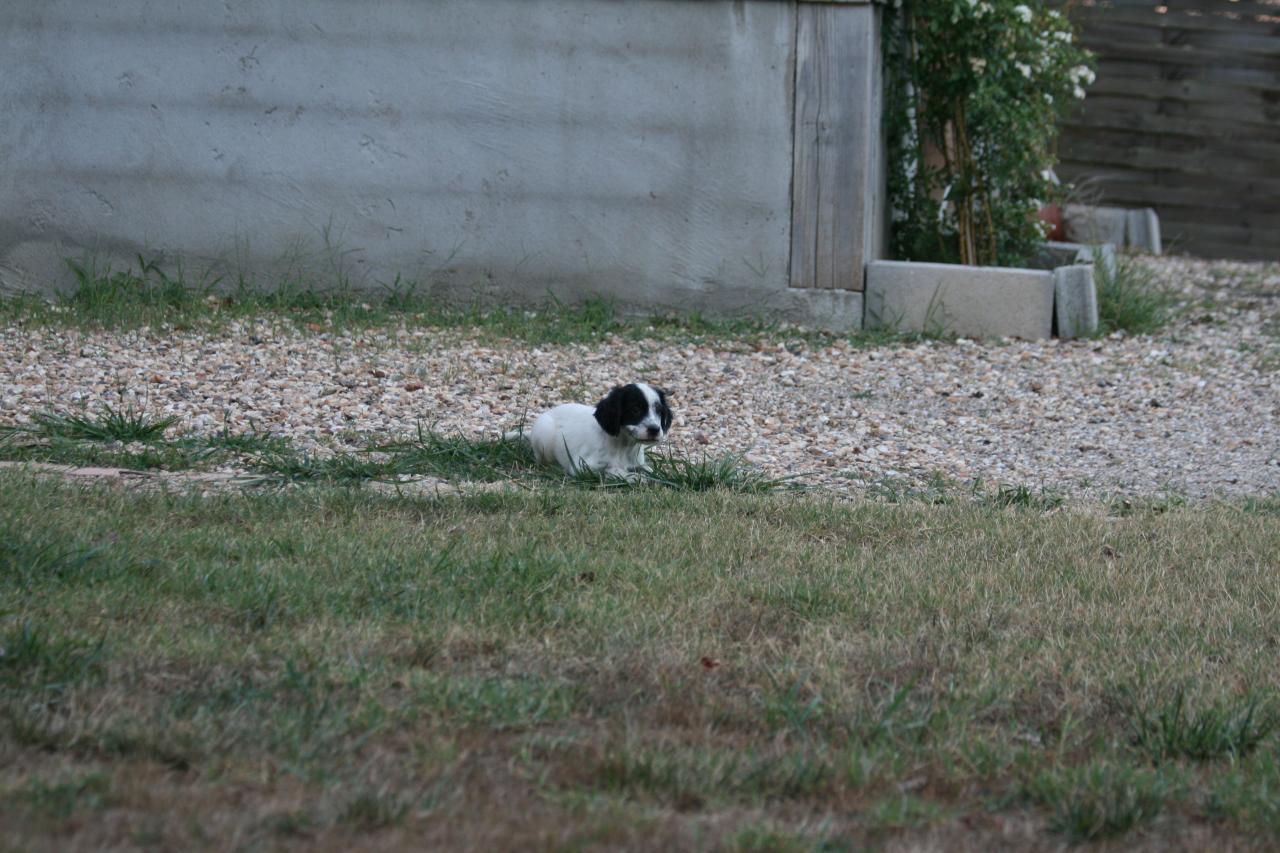 chiot edo X gouach juin 2015 125.jpg