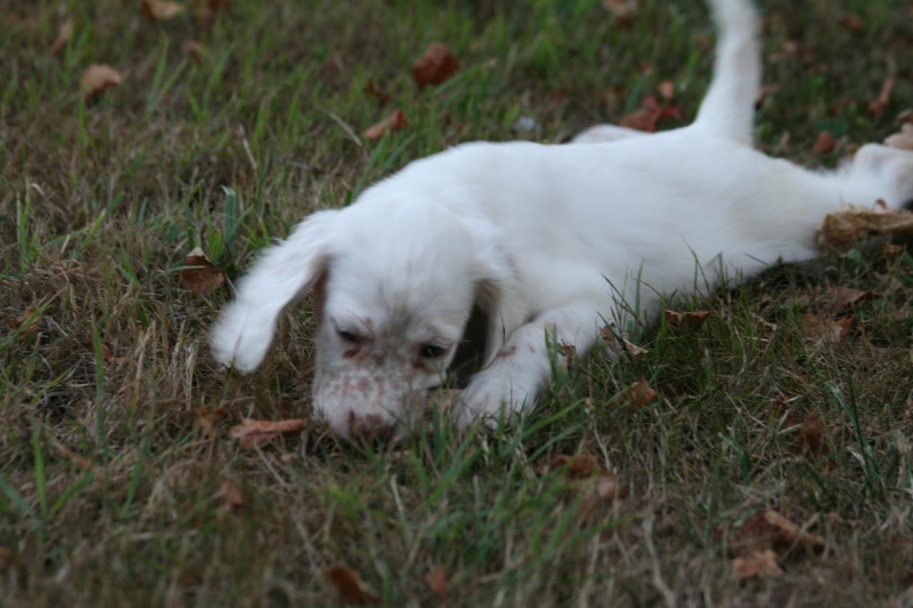 chiot edo X gouach juin 2015 121.jpg