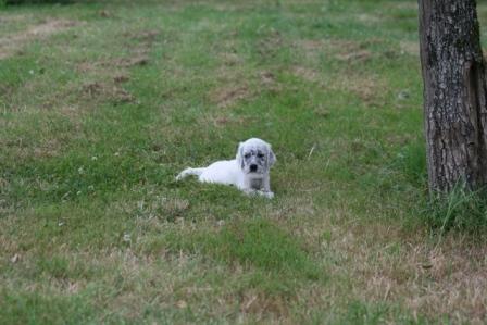 CHIOT JUILLET  2013 039.jpg