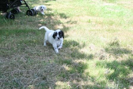 CHIOT JUILLET  2013 024.jpg