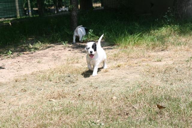 CHIOT JUILLET  2013 005.jpg