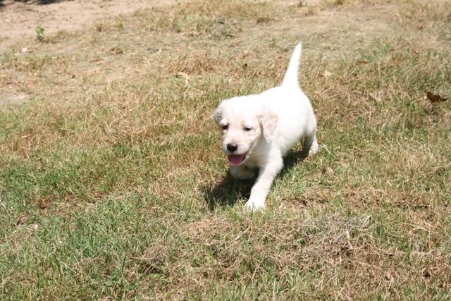 CHIOT JUILLET  2013 008.jpg