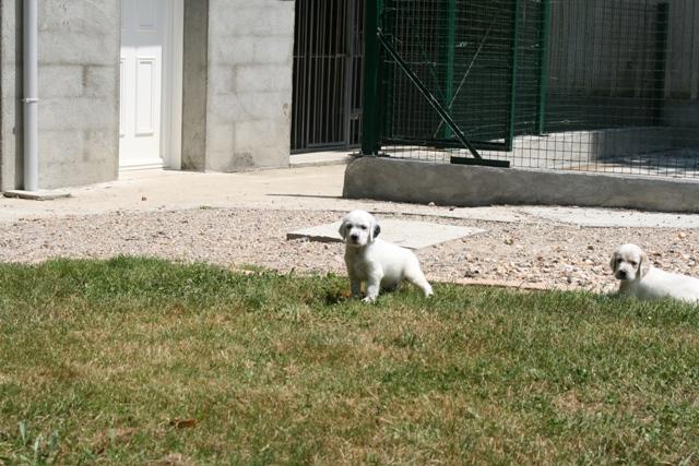 CHIOT JUILLET  2013 010.jpg