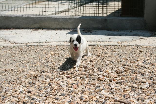 CHIOT JUILLET  2013 020.jpg