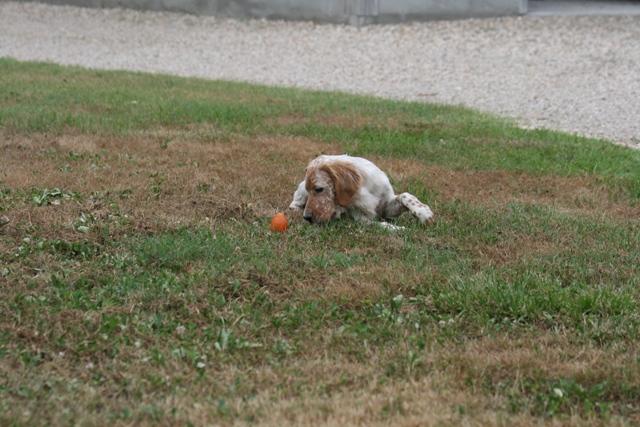CHIOT JUILLET  2013 034.jpg