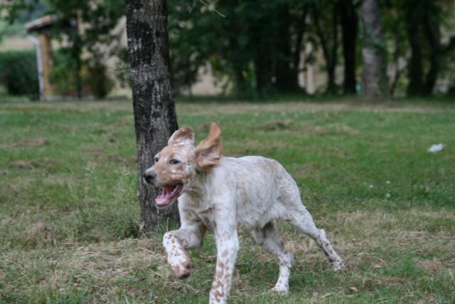 CHIOT JUILLET  2013 037.jpg